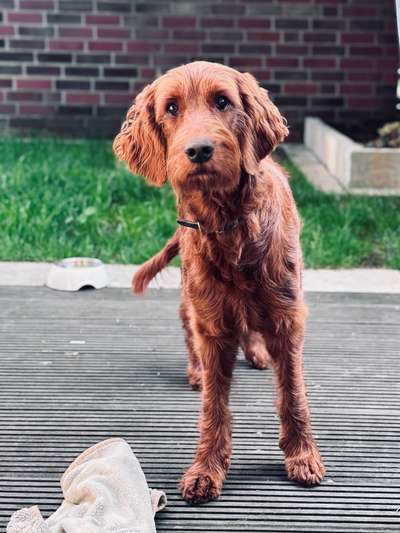 Irish Doodle?!-Beitrag-Bild