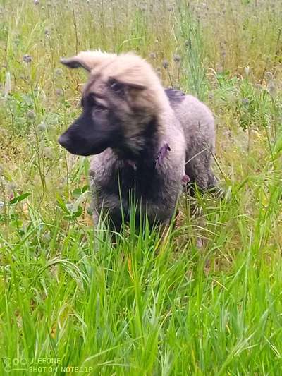 Schäferhund-Beitrag-Bild