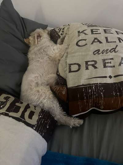 Darf der Hund bei Euch im Bett schlafen?-Beitrag-Bild