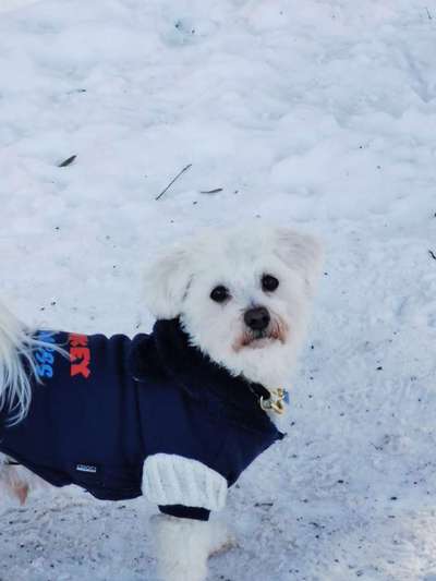 Dogorama Photo Challenge - Es wird nochmal kalt!-Beitrag-Bild