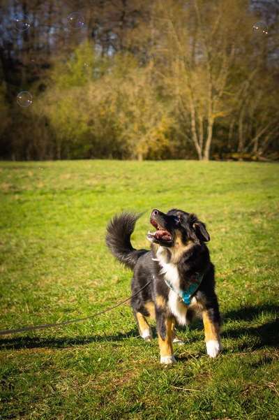 Dein Hund im Dogorama-Kalender 2021-Beitrag-Bild