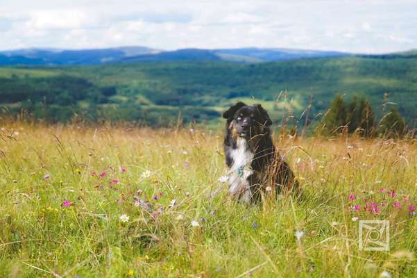 Dein Hund im Dogorama-Kalender 2021-Beitrag-Bild