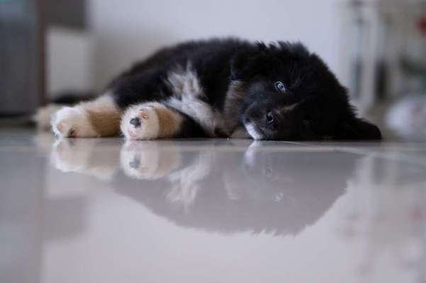 Dein Hund im Dogorama-Kalender 2021-Beitrag-Bild