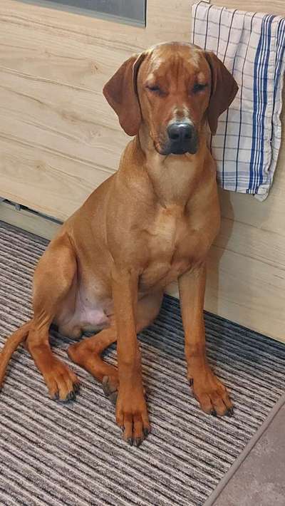 Rhodesian Ridgeback-Beitrag-Bild