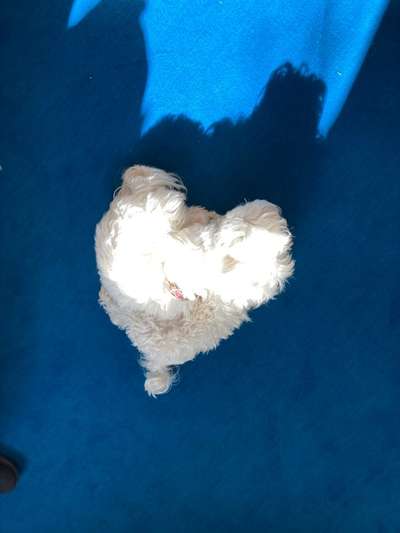 BIG LOVE :) mit 2 Hunden❣️-Beitrag-Bild