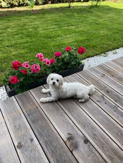 Die Dogorama Monats Challenge "Es grünt und blüht"-Beitrag-Bild