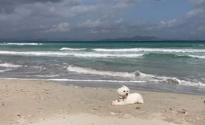 Dogorama Photo Challenge - Tierischer Urlaub-Beitrag-Bild