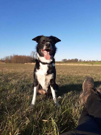 Hundetreffen-Gemeinsames Spazierengehen-Bild