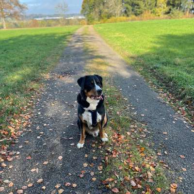 Hundetreffen-Gemeinsames trainieren und spazieren-Bild