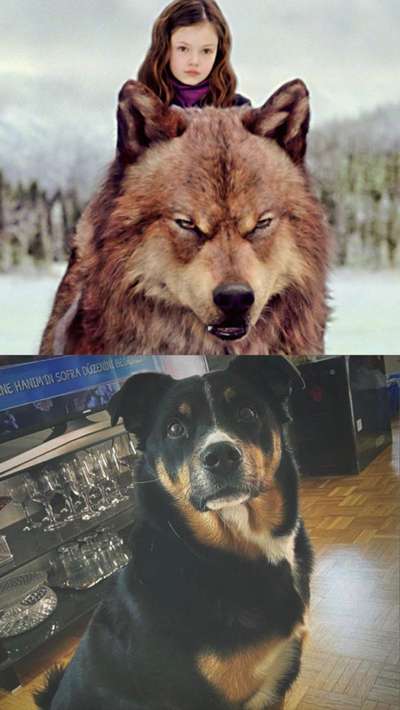 Wie heißt dein Hund?-Beitrag-Bild