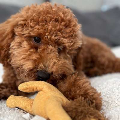 Hundetreffen-Welpentreff