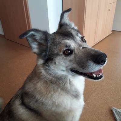 Lieblingsbild von euren Hunden?-Beitrag-Bild