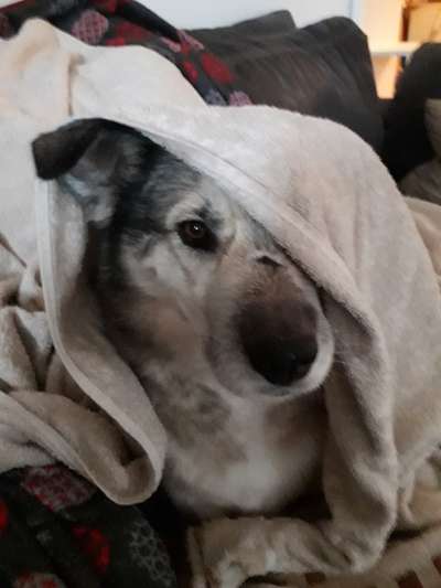 Lieblingsbild von euren Hunden?-Beitrag-Bild