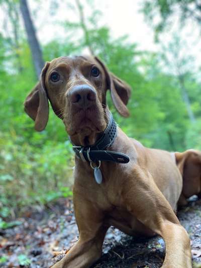 Magyar Vizsla UK-Beitrag-Bild