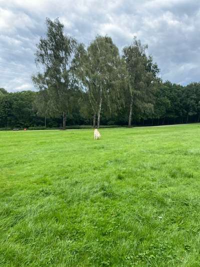 Hundeauslaufgebiet-Steinfurths Diek-Bild