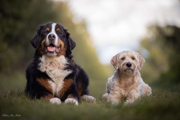 Die Dogorama Kalender Challenge Titelbild-Beitrag-Bild