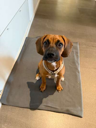 Hundetreffen-Spieltreffen oder spazieren in Neufahrn & Umgebung-Bild