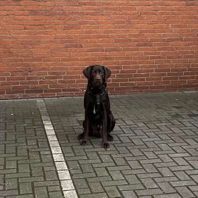 Hundetreffen-Wir sind neu in Siegen und suchen hunderteiner für unsren Hund Cosmo-Bild