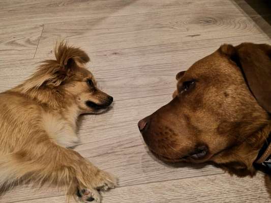 Dogorama Photo Challenge - Gegensätze-Beitrag-Bild