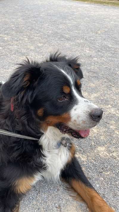 Berner Sennen-Beitrag-Bild