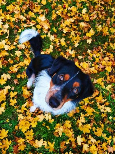 Herbst Bilder-Beitrag-Bild