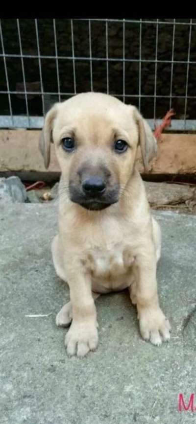 Welpen Bilder !-Beitrag-Bild