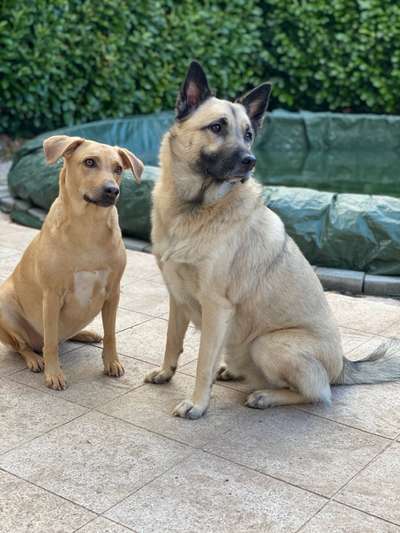 Dogorama Photo Challenge - Be my valentine-Beitrag-Bild