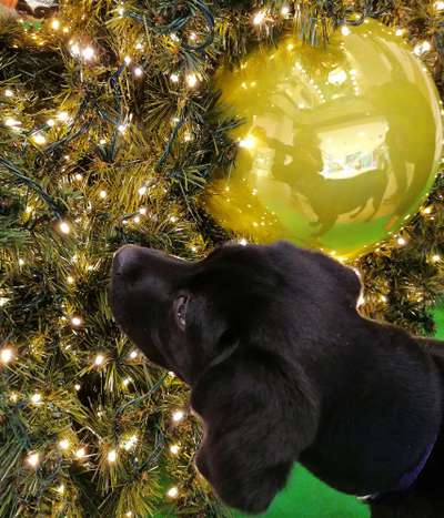 Dogorama Photo Challenge - Weihnachtsbaum-Beitrag-Bild