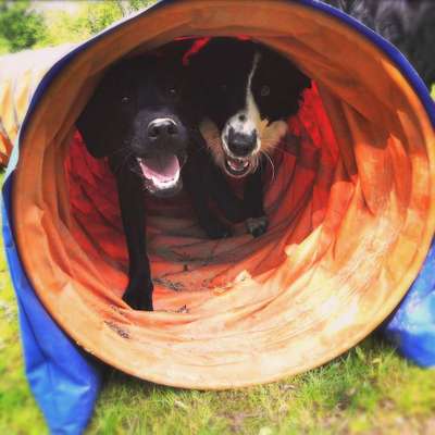 Fotosammlung: ,,Der natürliche Hund" Unbearbeitet, ungestellt und in Natura-Beitrag-Bild