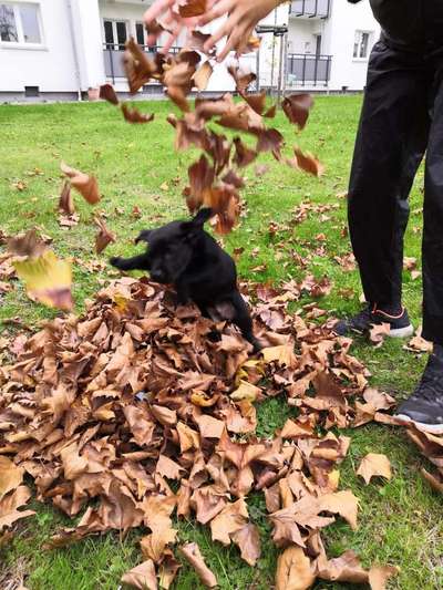 Welpen Bilder !-Beitrag-Bild