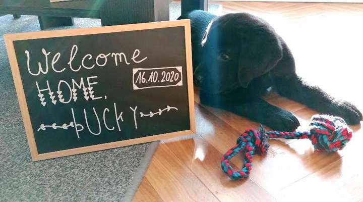 Welpen Bilder !-Beitrag-Bild