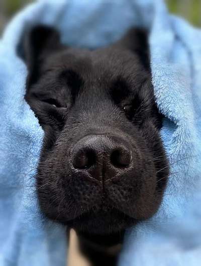 Zeigt mir die tollste Nahaufnahme von eurer Fellnase-Beitrag-Bild