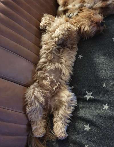 Zeigt mir die lustigsten Schlafpositionen eurer Fellnasen-Beitrag-Bild