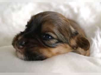 Welpen Bilder !-Beitrag-Bild