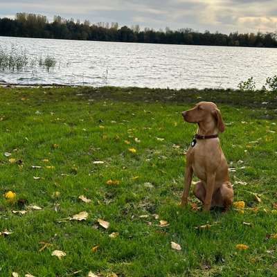 Hundetreffen-Mittagsrunde um den Wölfersheim See-Bild