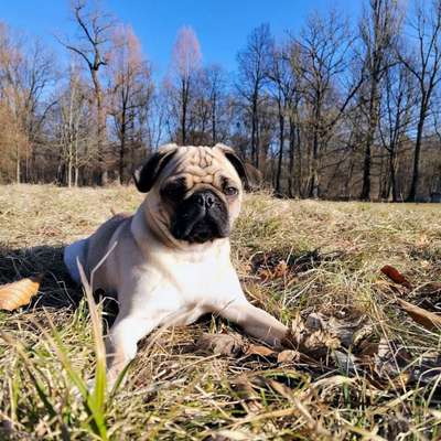 Hundetreffen-Suche Spielfreunde in den Maximiliananlagen oder Englischen Garten-Bild