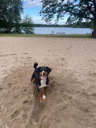 Hundetreffen-Gemeinsame Spaziergänge-Bild