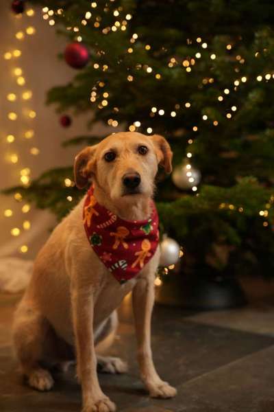 Mischlinge raten - Rätselspaß-Beitrag-Bild