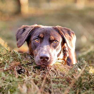 Hundetreffen-Trainingsspaziergänge-Bild