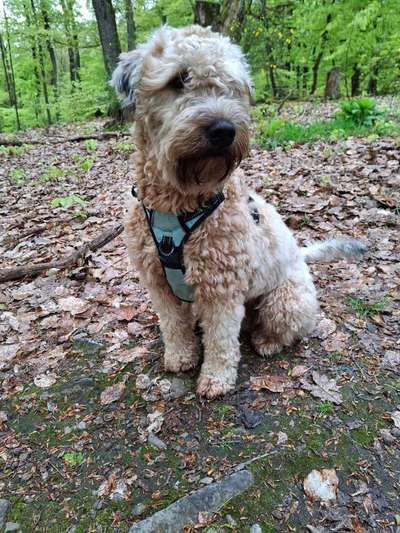 Gibt es hier Irish Soft Coated Wheaten Terrier Besitzer?-Beitrag-Bild