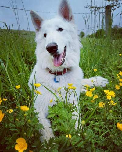 Schäferhund-Beitrag-Bild