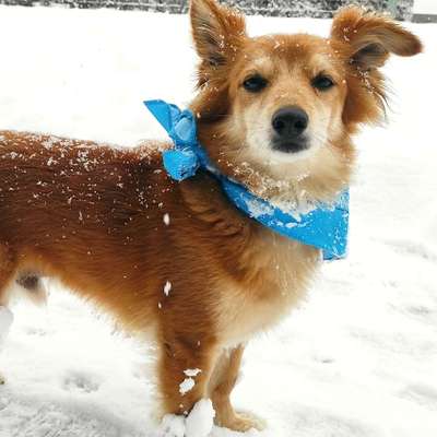 Hundetreffen-An der Ammer - Naturfreundehaus - Weilheim-Profilbild