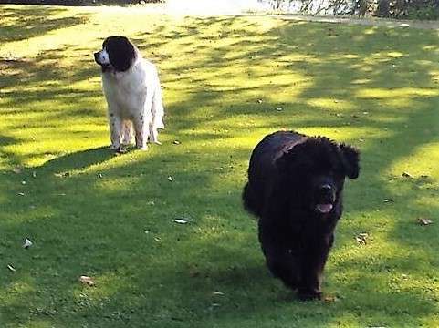 Hundeschulen-Hundeschule Aargau-Bild