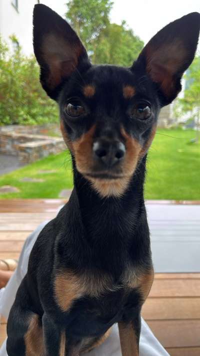 Hundetreffen-Gegenseitiges Hundesitting-Bild