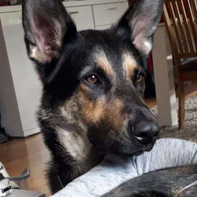 Hundetreffen-Spielgefährten gesucht