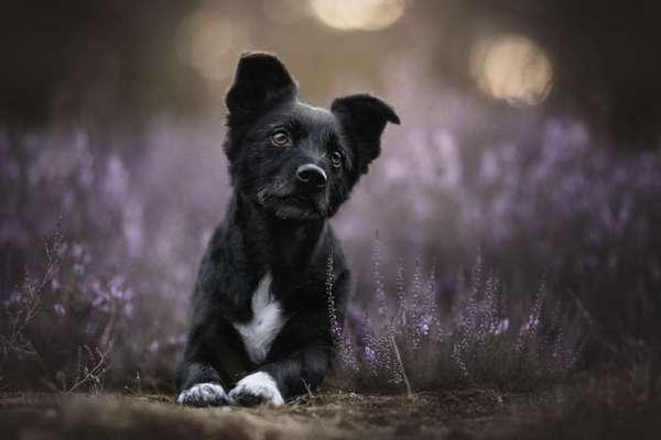 Fotochallenge Nr. 56 - geliebte Senioren-Beitrag-Bild