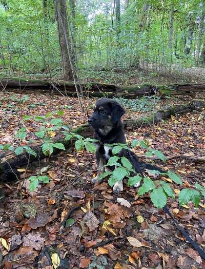 26. Farben Fotochallenge "Herbstfarben"-Beitrag-Bild