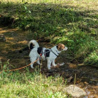 Hundetreffen-Gassirunden und Spielen-Bild