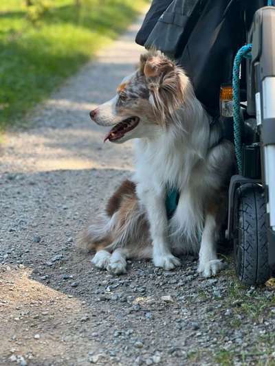 aktuelles Foto Gruppe Rollstuhl(fahrer) und Hund