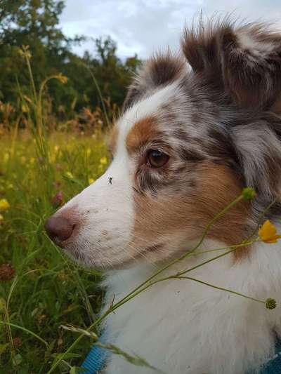 5. Hund im hohen Gras-Beitrag-Bild